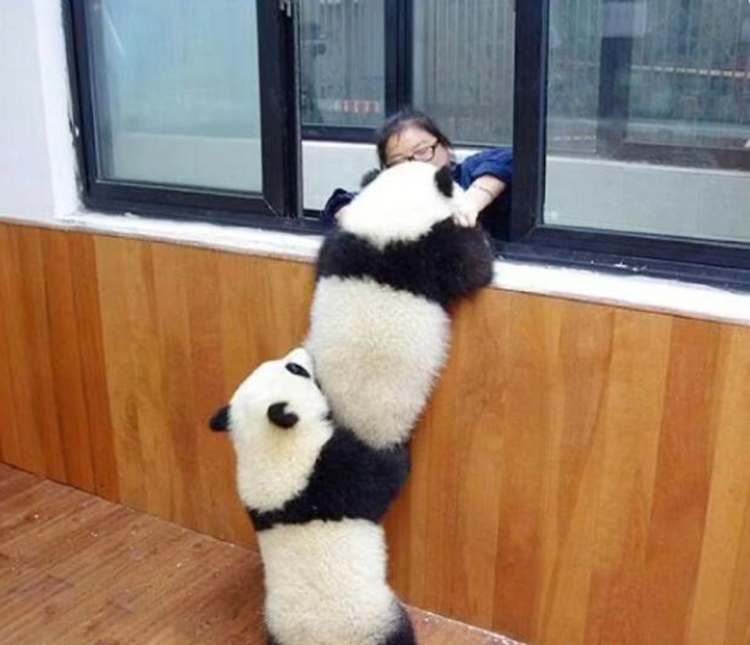 这是哪里的熊猫宝宝,好可爱,呆萌.