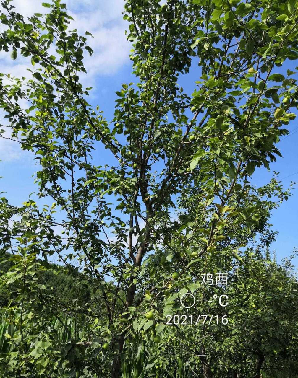 一一我老家山坡路边生长很多野生山梨,这种野山梨也是东北特有的水果