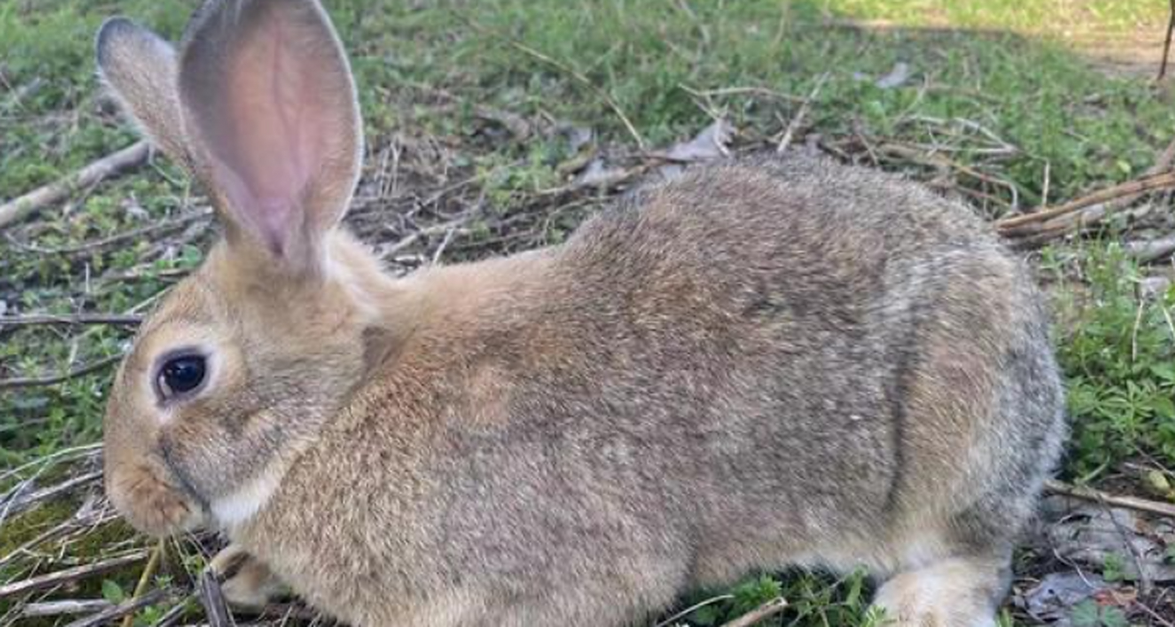 比利时兔子能长多大  比利时兔子的标准尺寸为40-50厘米,体重为2.5-3.