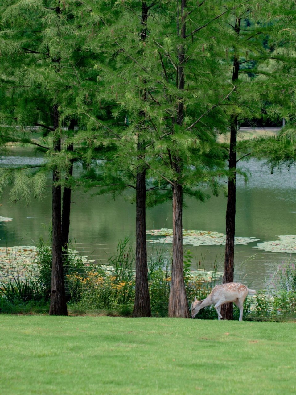 来南京也别错过治愈系长生鹿苑  尽管没有亲自去过奈良,但我再也不用