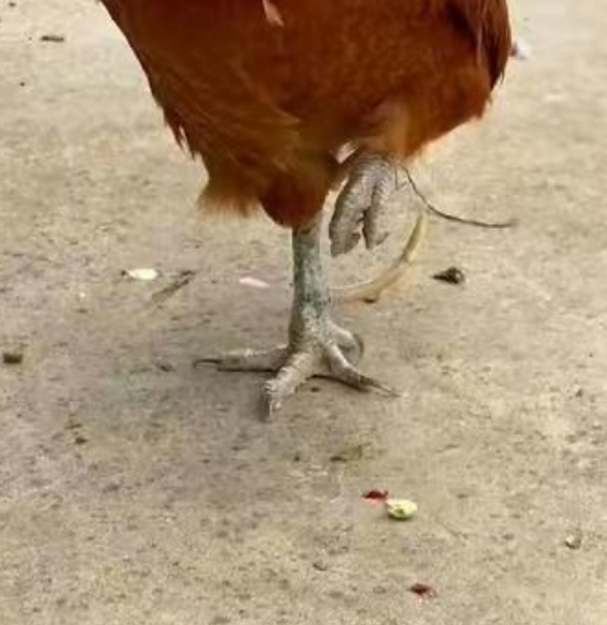 家养的公鸡,这样鸡爪还能吃吗?