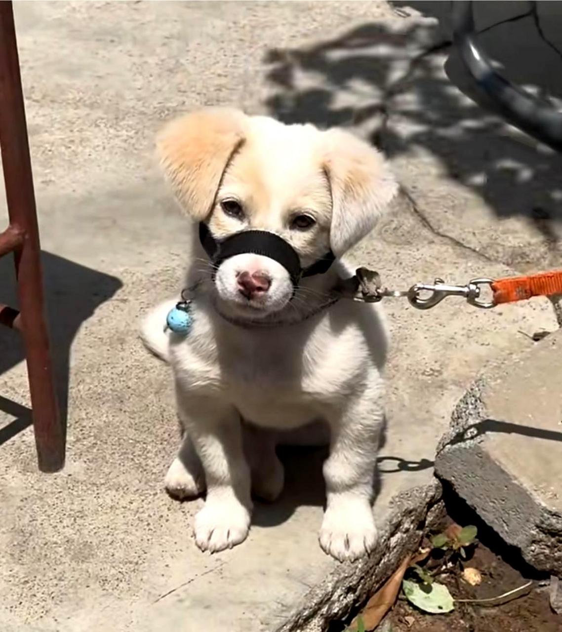 这只小狗狗带着嘴套,让人好奇它犯了什么错.