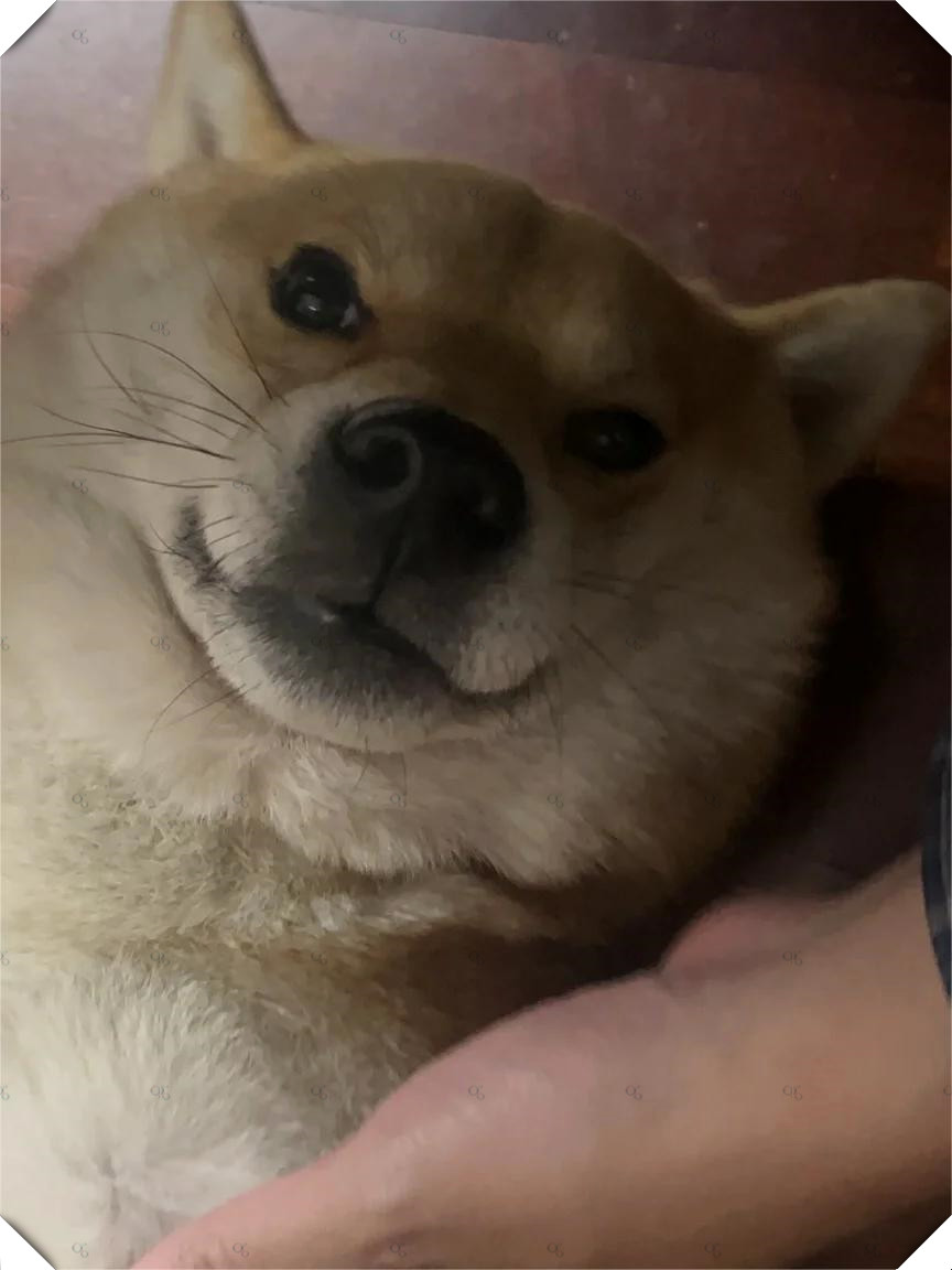 柴犬呆萌日常  我家的小柴犬,每天都像是被魔法附身一样,呆呆的样子