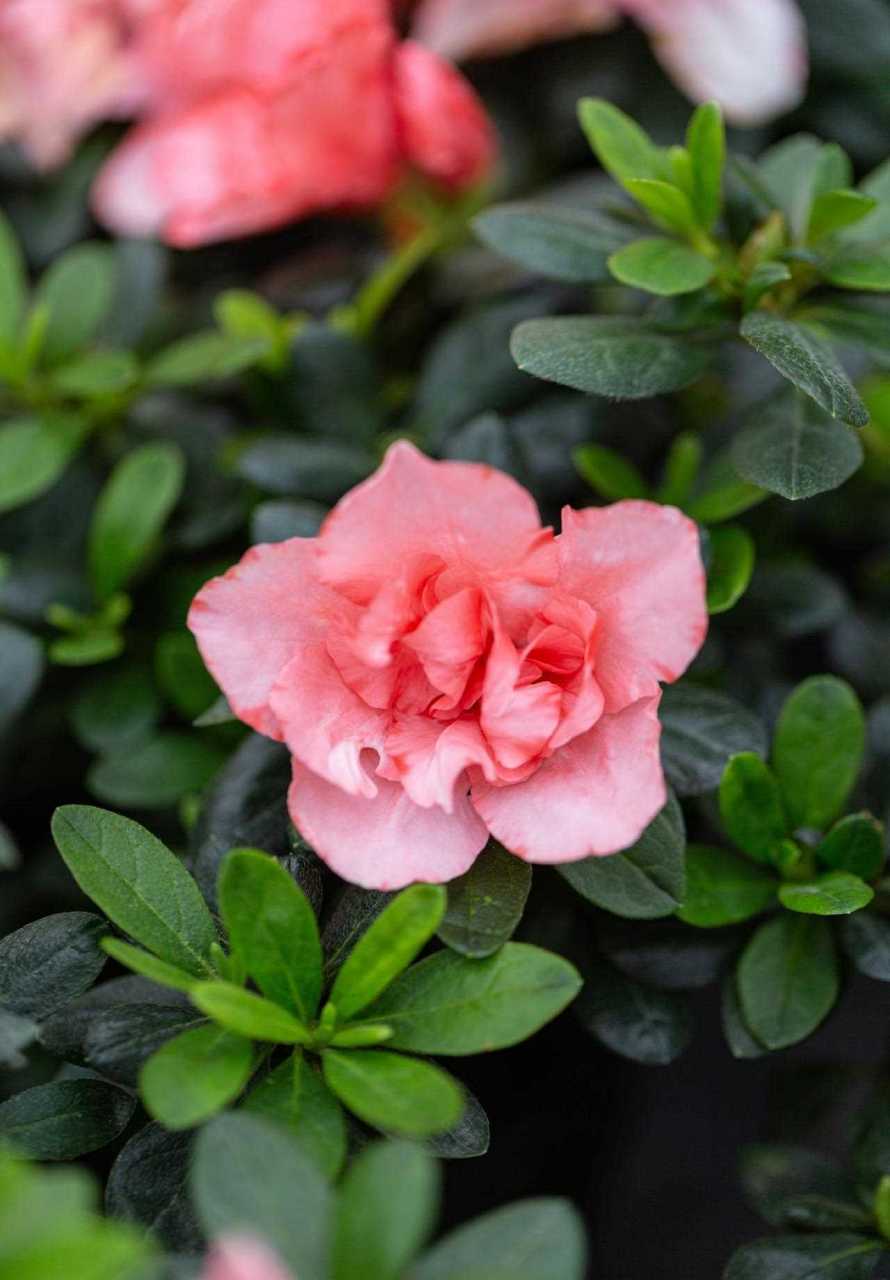 杜鹃小桃红有人种过吗?