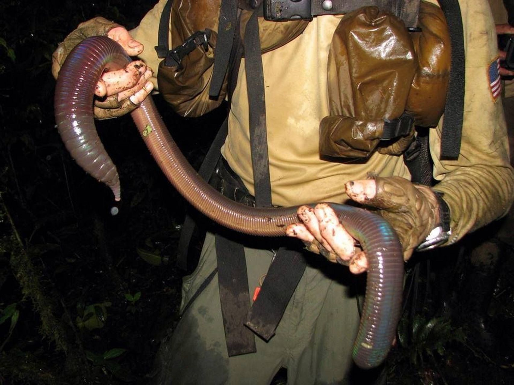 世界上最大的蚯蚓是叫吉普斯兰大蚯蚓,它的身长最长的可以达到1米