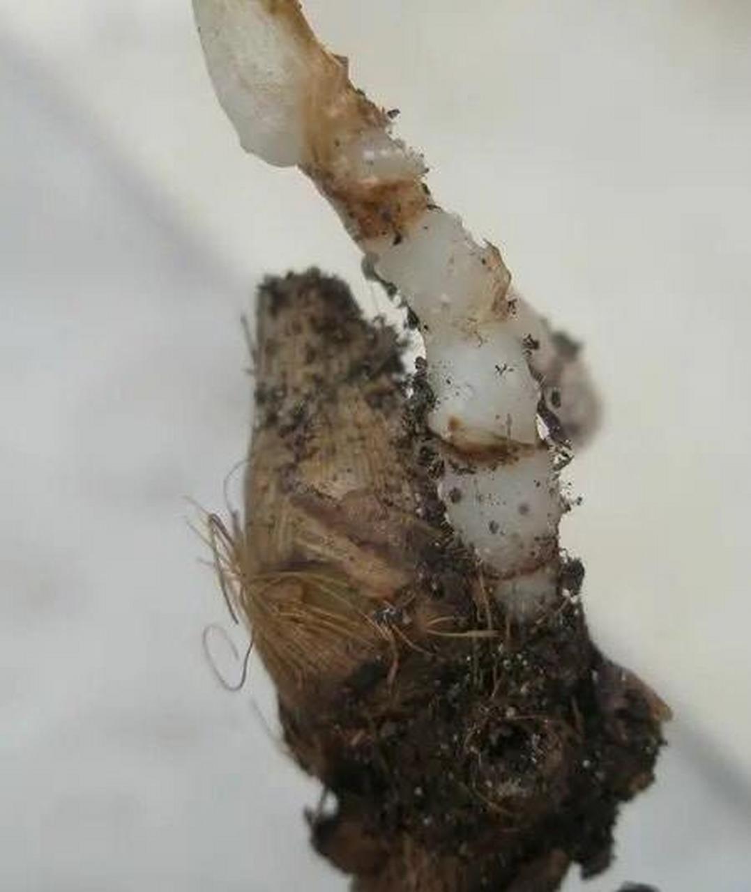 兰花的假鳞茎也俗称芦头,位于兰花叶片和根系的交接处,也就是我们叶片