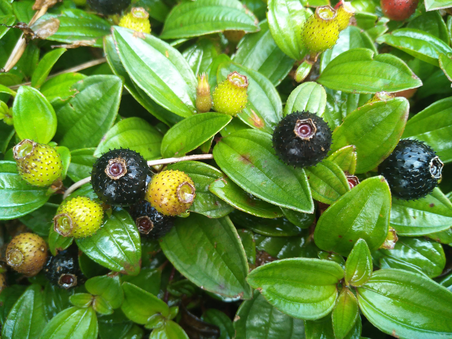 记得小时候放牛时经常摘来吃,还经常用草串成一串