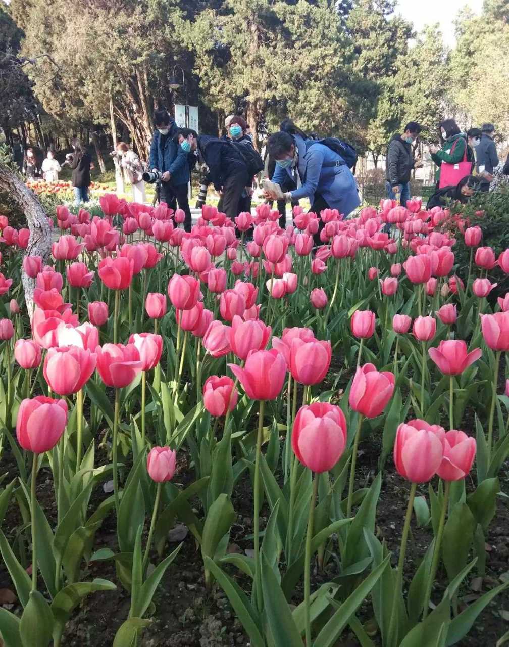 暖花开,快来南京赏花哟!