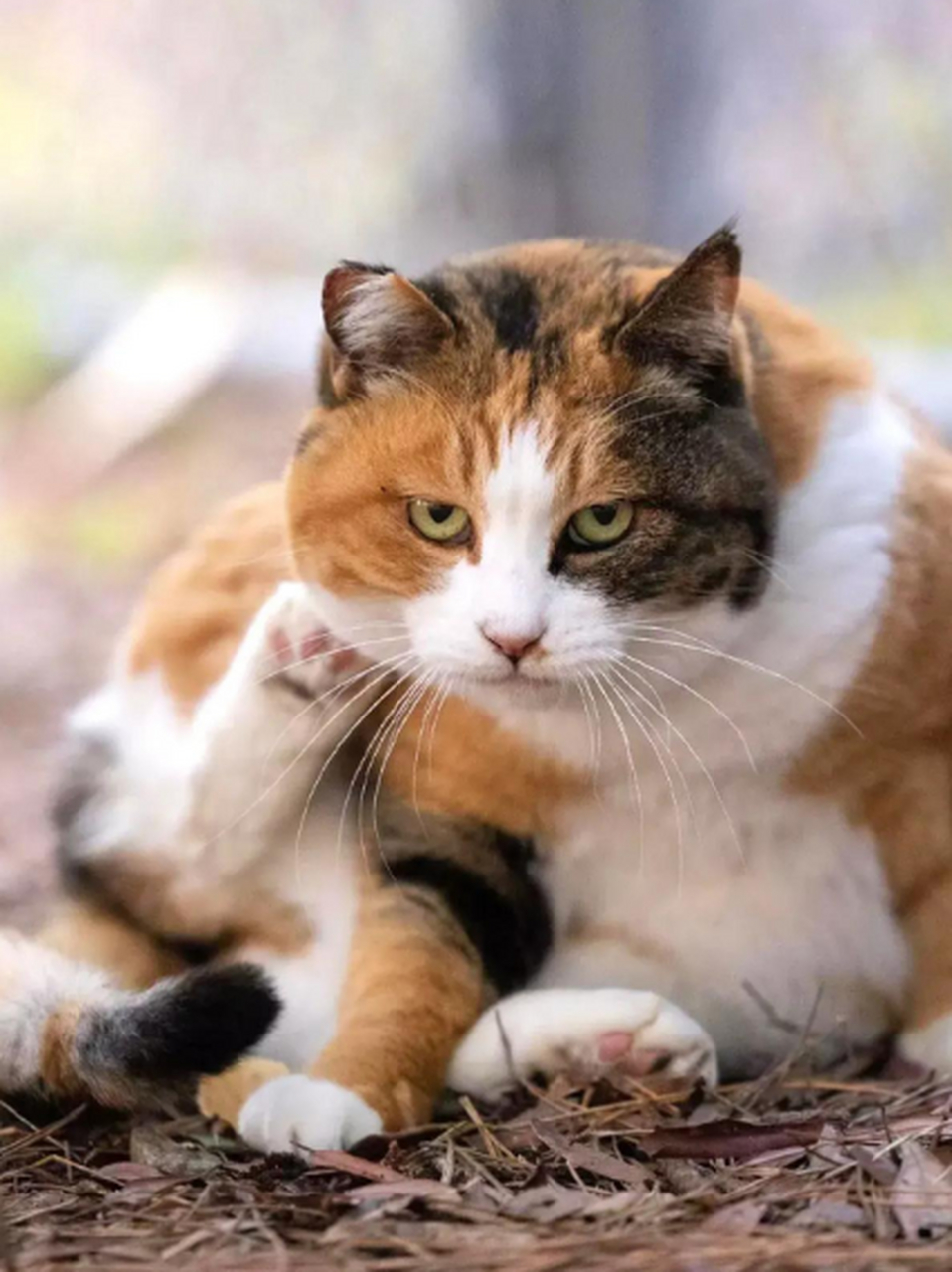 三花猫发现有人偷拍它,立马变得好凶看着好吓人.#趣图搞笑# #猫咪