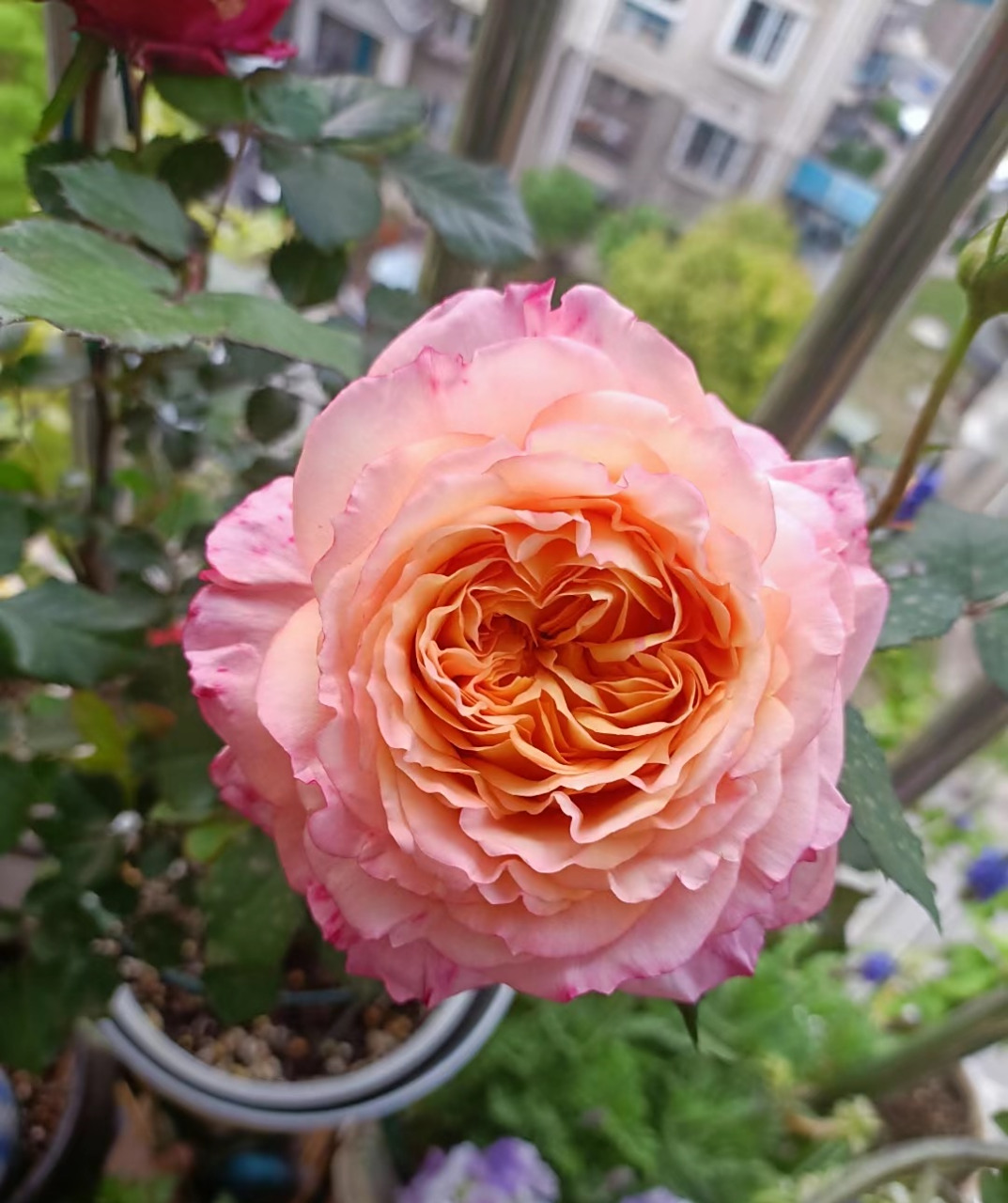 月季花有个新品种,名字叫"大花美人",以下全是它的美照,它的植株高度