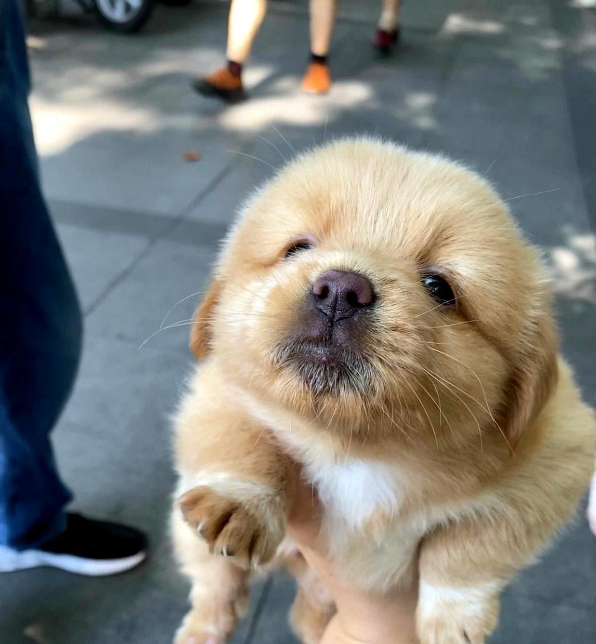 在公园里发现被遗弃的小狗崽,它真的太可爱了!