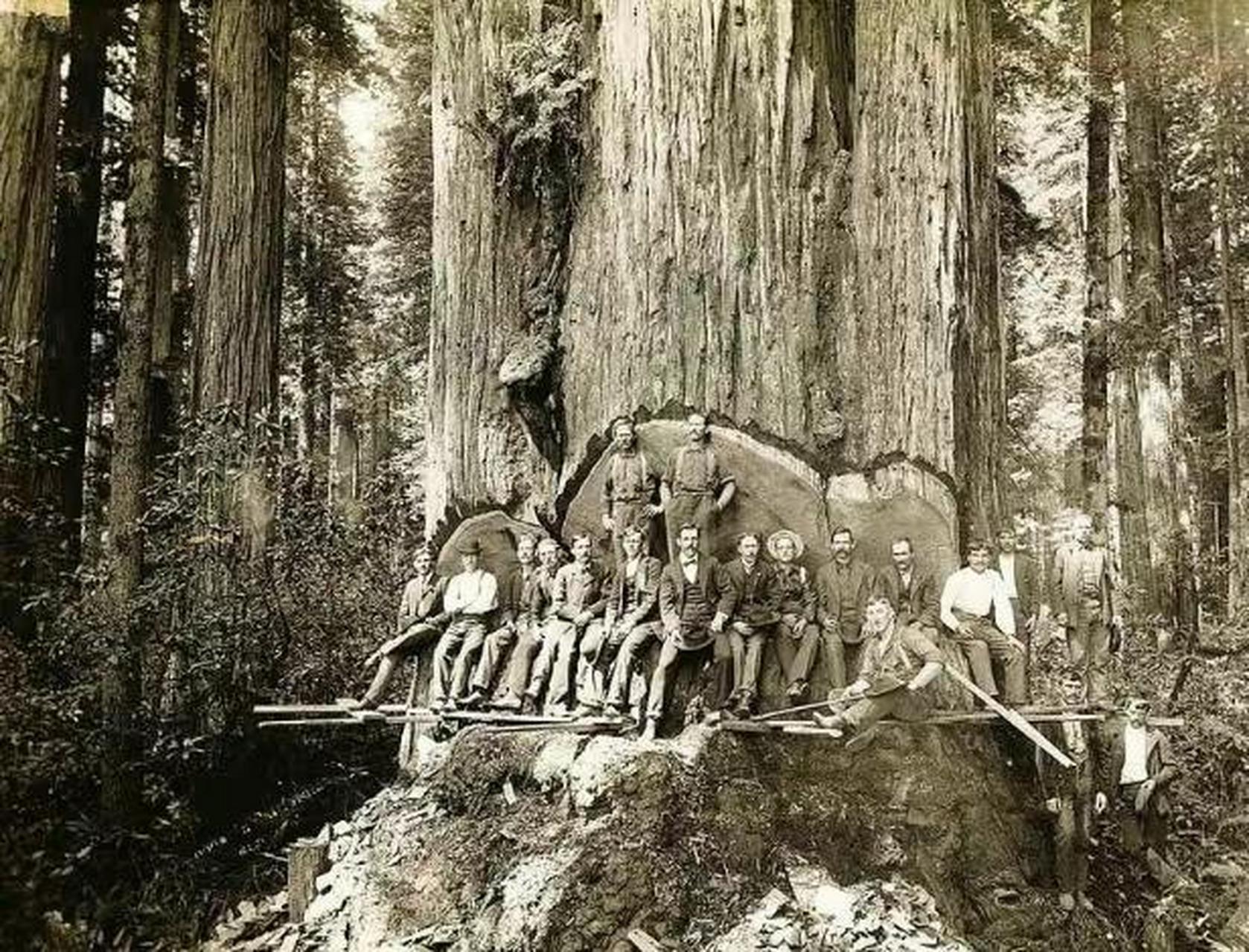 照片中,一个棵红木的横截面能坐那么多伐木工人,可想而知,这棵红木