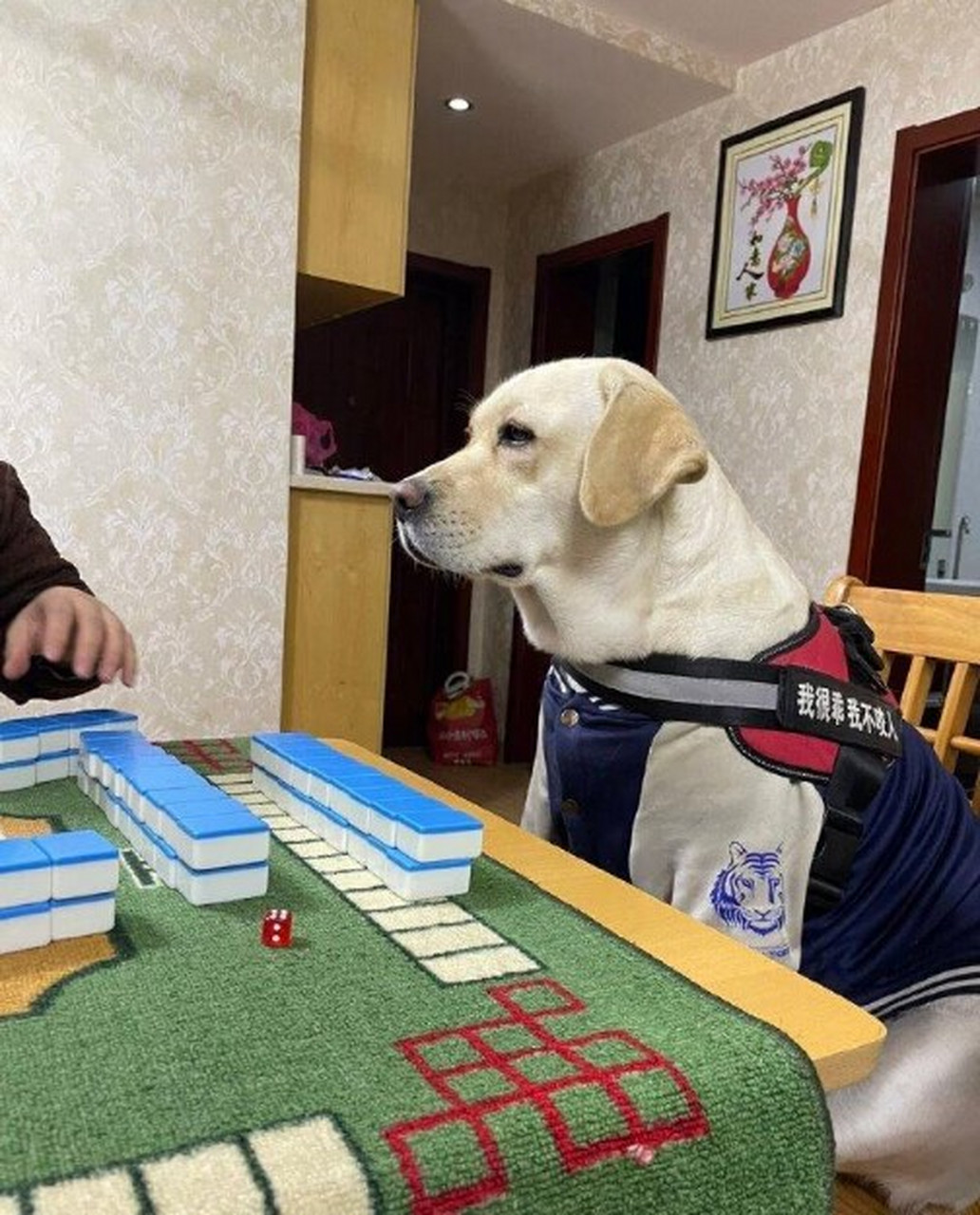 打麻将三缺一,只能叫上家里的中坚力量上场了.