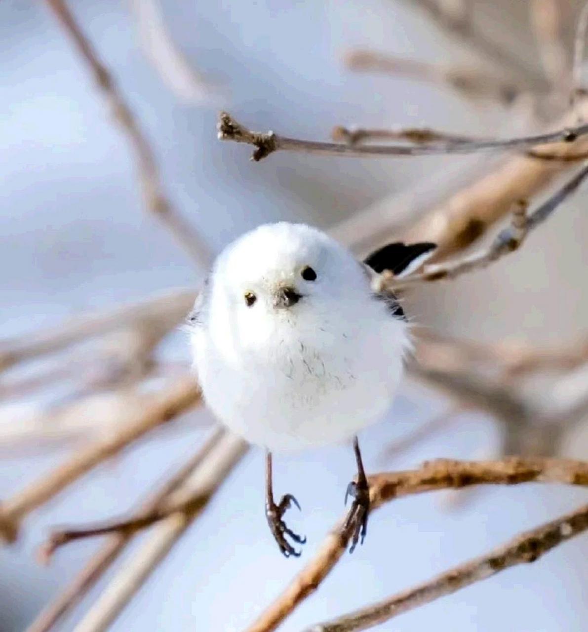 小肥鸟歪头杀[爱你][鄙视]