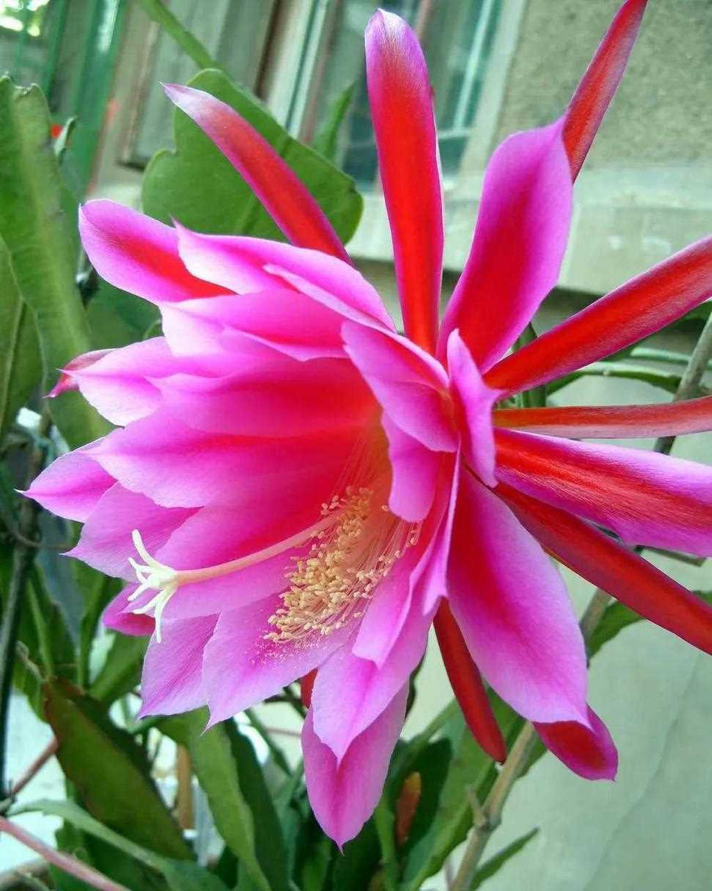 昙花一现,光芒四射出来,它绝世的美丽光华夺目,芳香袭人!