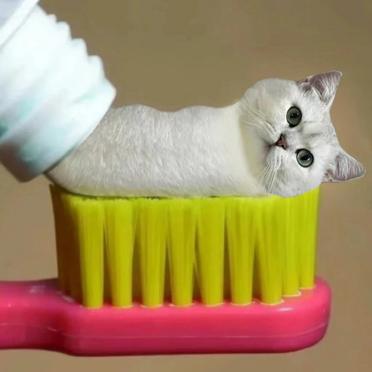 喵喵牌牙膏 #头像# #沙雕头像# #可爱又沙雕的动物头像哦# #猫咪头像