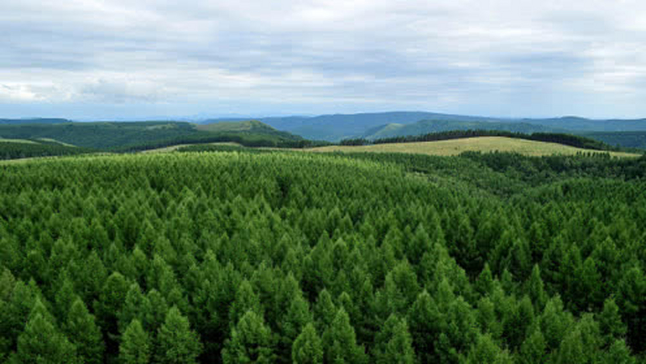 沙尘暴来了#三北防护林工程是我国应对沙尘暴最重要的措施.