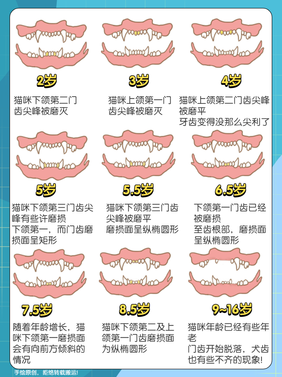 各年龄段猫牙图片图片