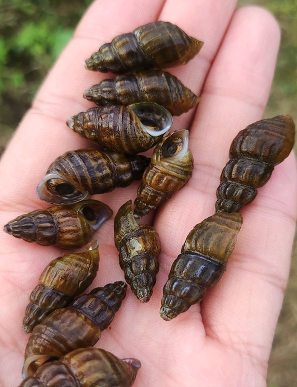 这是什么品种的螺啊?