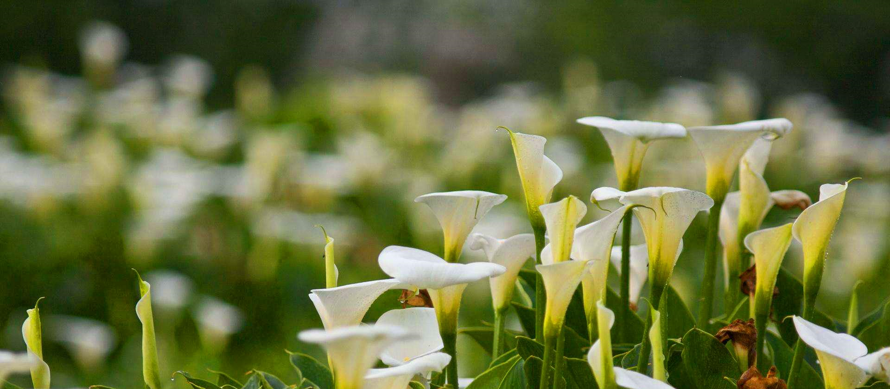 野芋头花图片