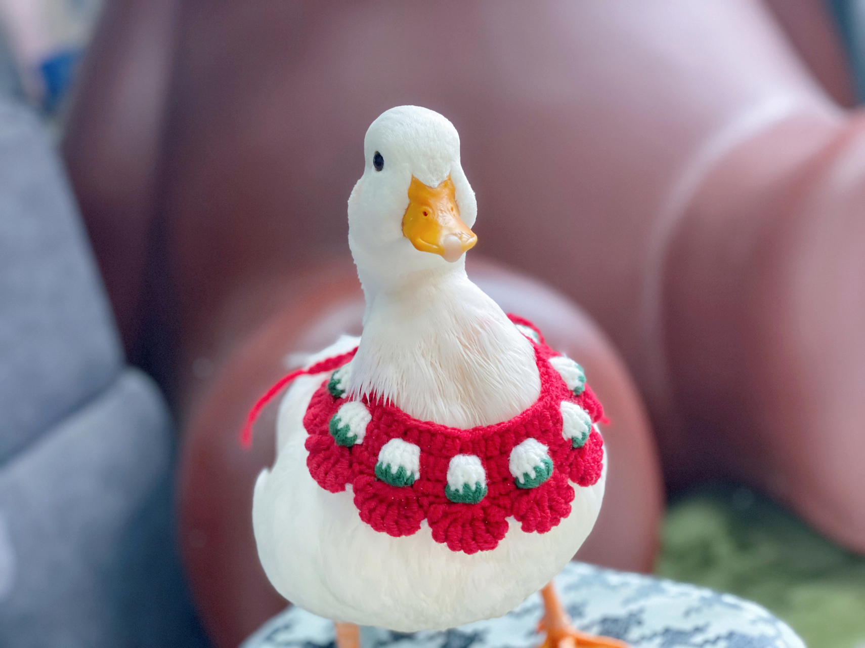 柯尔鸭也叫可达鸭吗哈哈 带上小围兜的柯尔鸭真的秒变小可爱~#又有