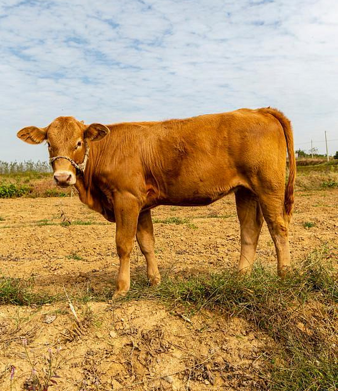 南阳特产——南阳黄牛 南阳是中国最东端的一块盆地,头枕伏牛,足蹬