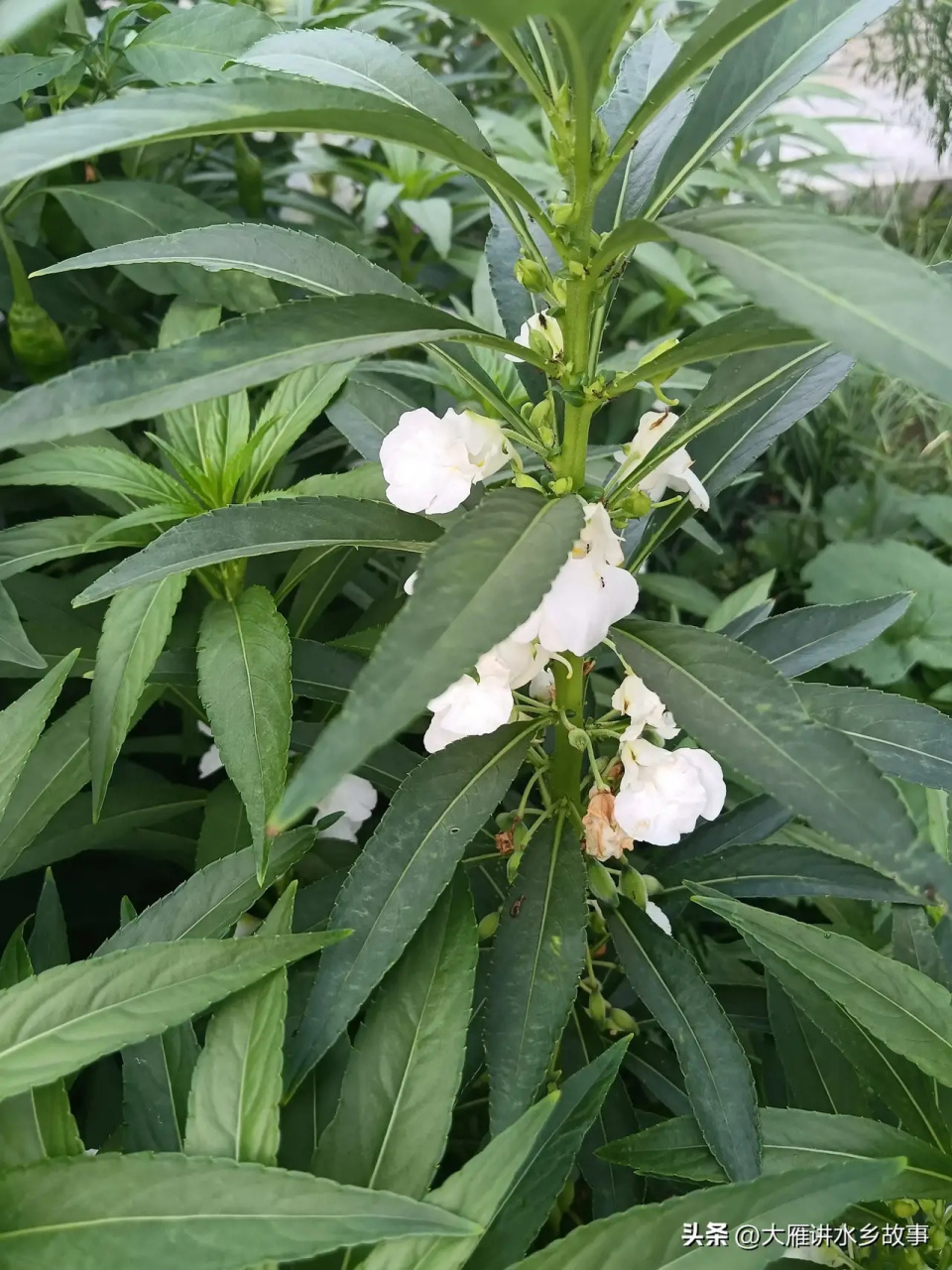 盛夏的一天,见一户居民门前的一丛白风仙花开了.