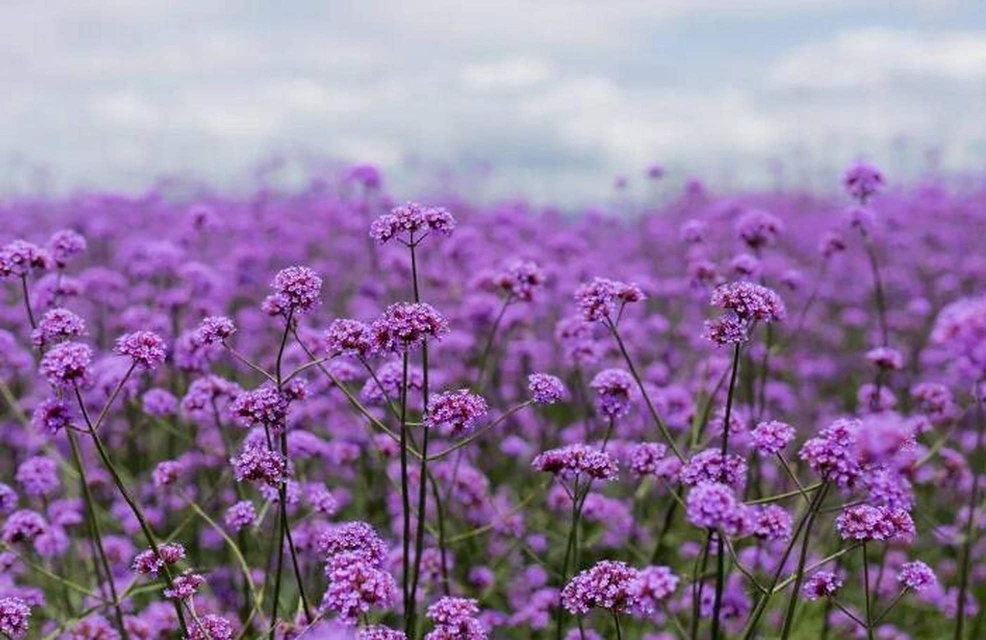 藏在古镇的梦幻薰衣草 安仁薰衣草世界位于大邑县安仁镇斜江河南岸,是