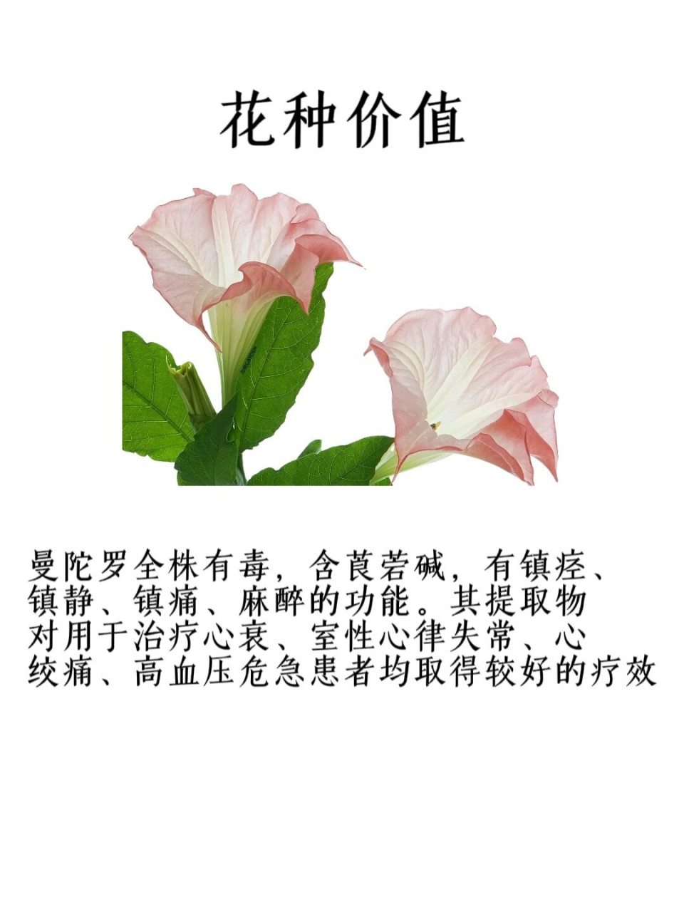 曼陀罗花壮阳图片