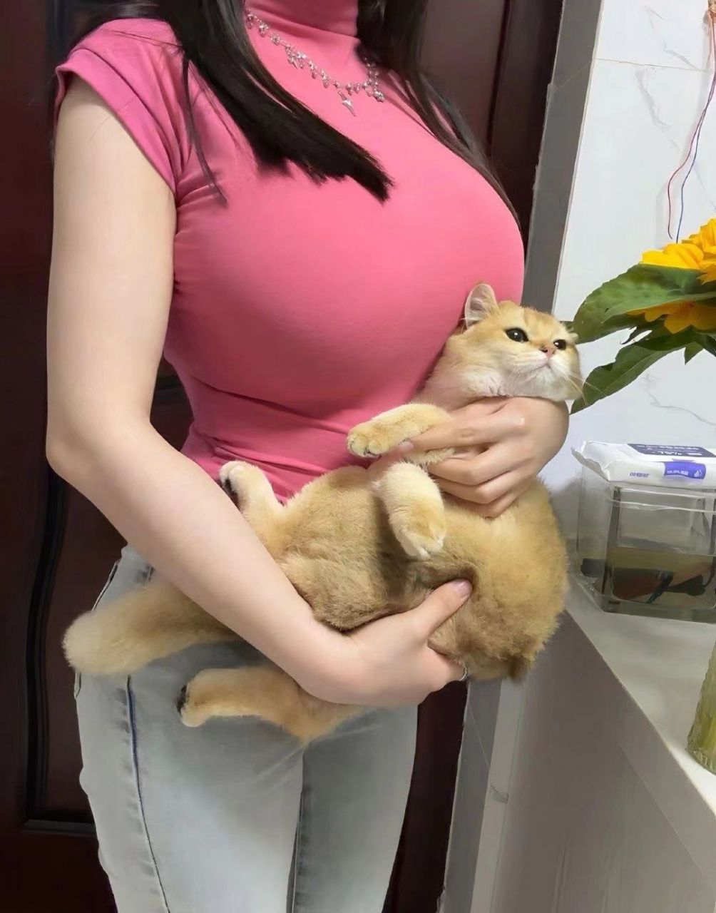 这猫咪好大啊