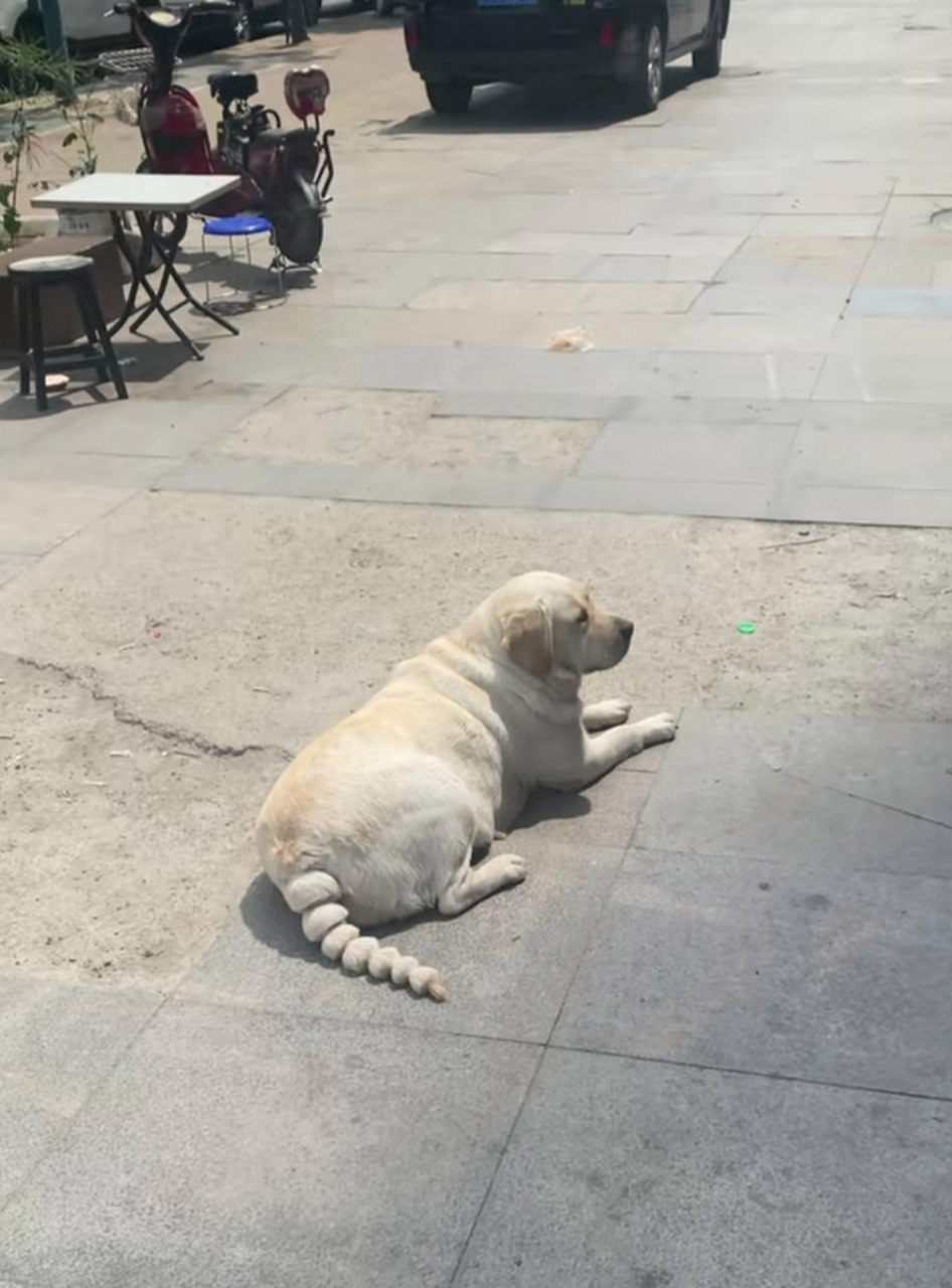 这是谁家的狗狗?胖的可爱啊!