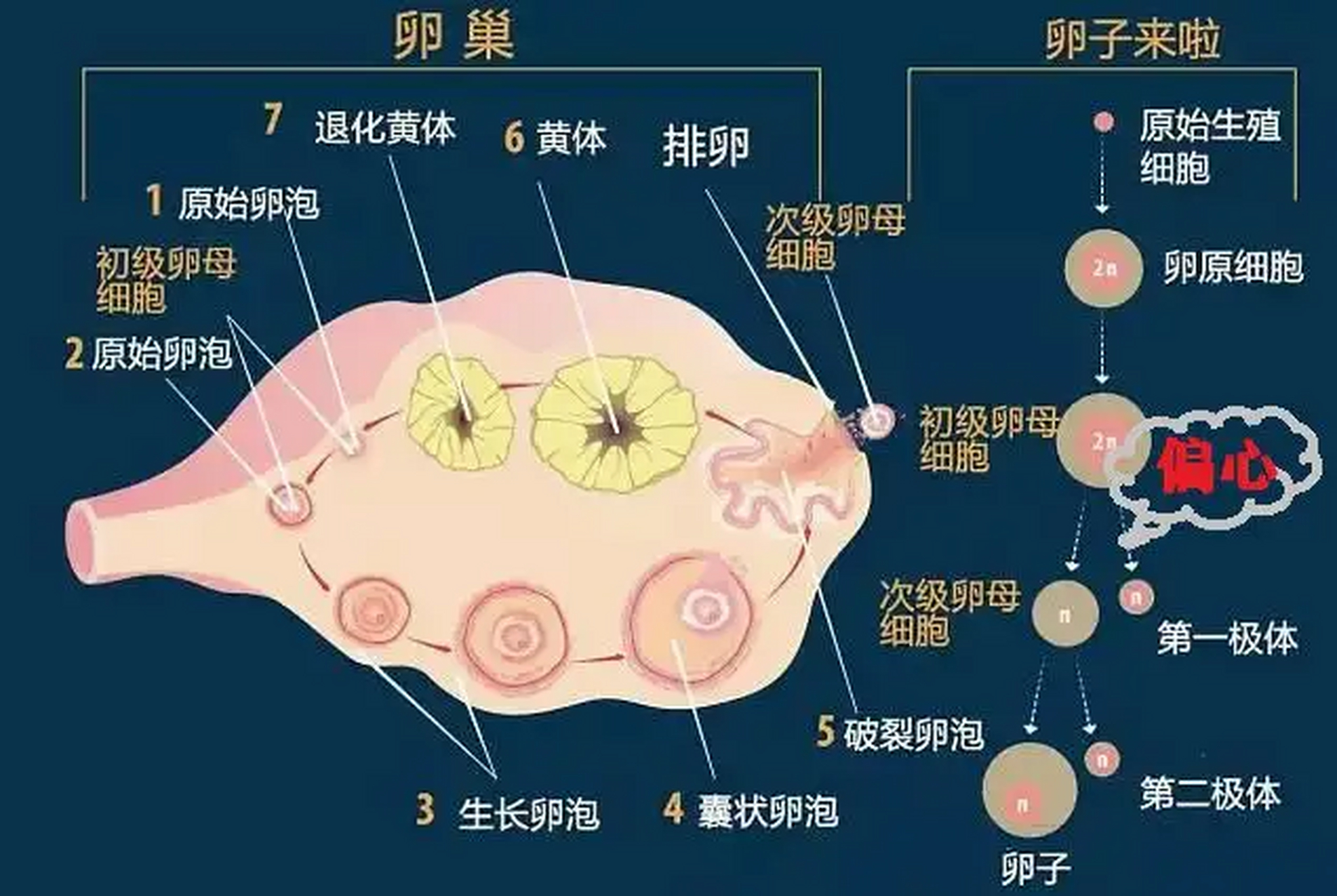 女人的卵子多大图片