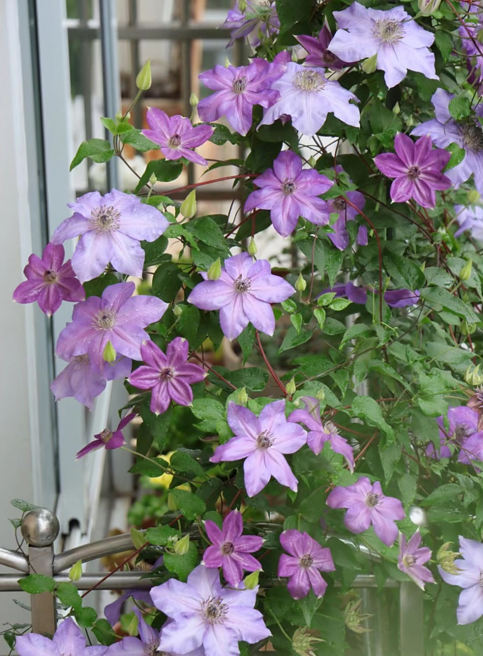 铁线莲"微光",能同时开蓝色,紫色花朵的品种,花大色美,每年两度爆花