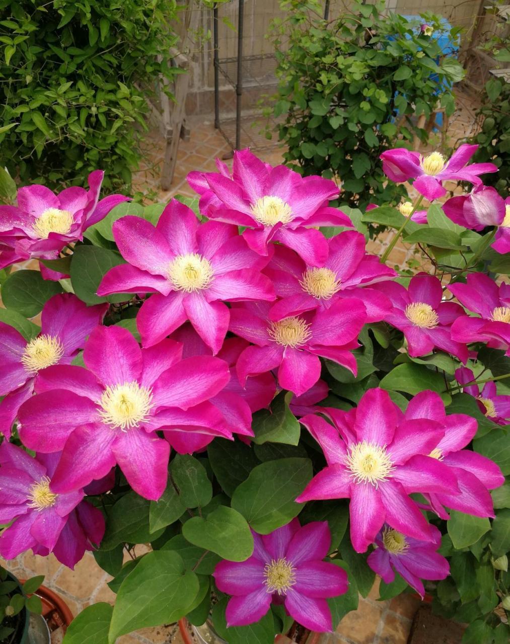 这种铁线莲"粉香槟",能帮助到你——花量超级多,密密麻麻的布满整枝