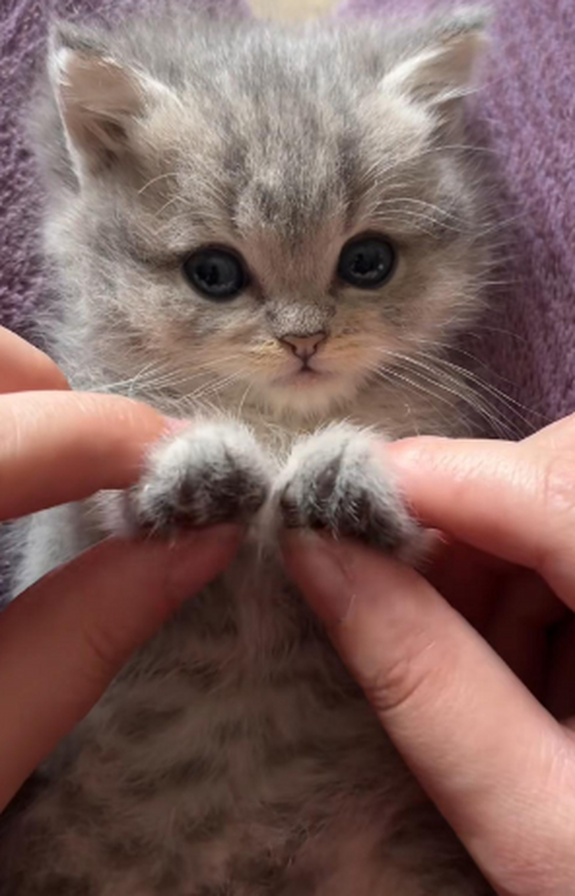 好小只的小奶猫啊,小爪子软软的,好可爱.