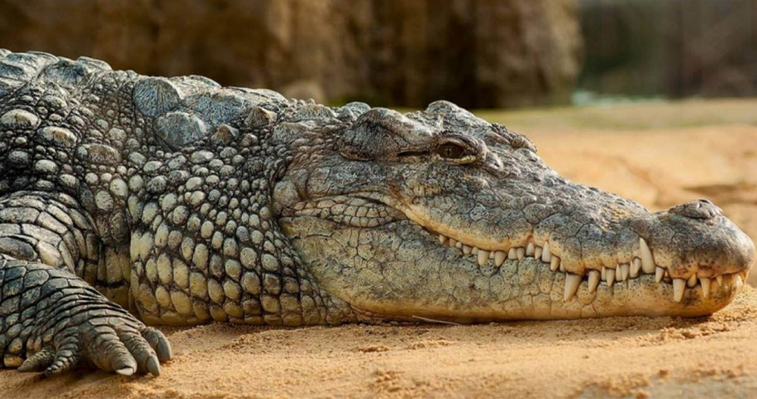 澳大利亚北领地除了以原始优美的景色著称,也是提供民众最多机会接触