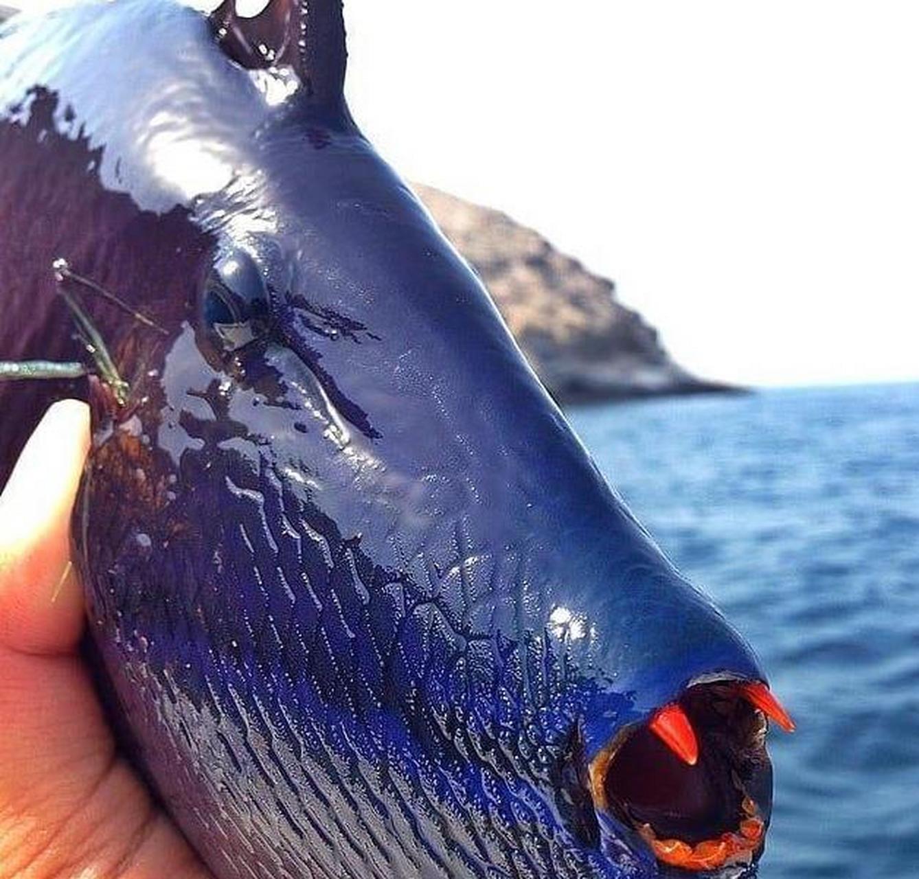 这鱼的牙齿好像吸血鬼啊,这是什么鱼?