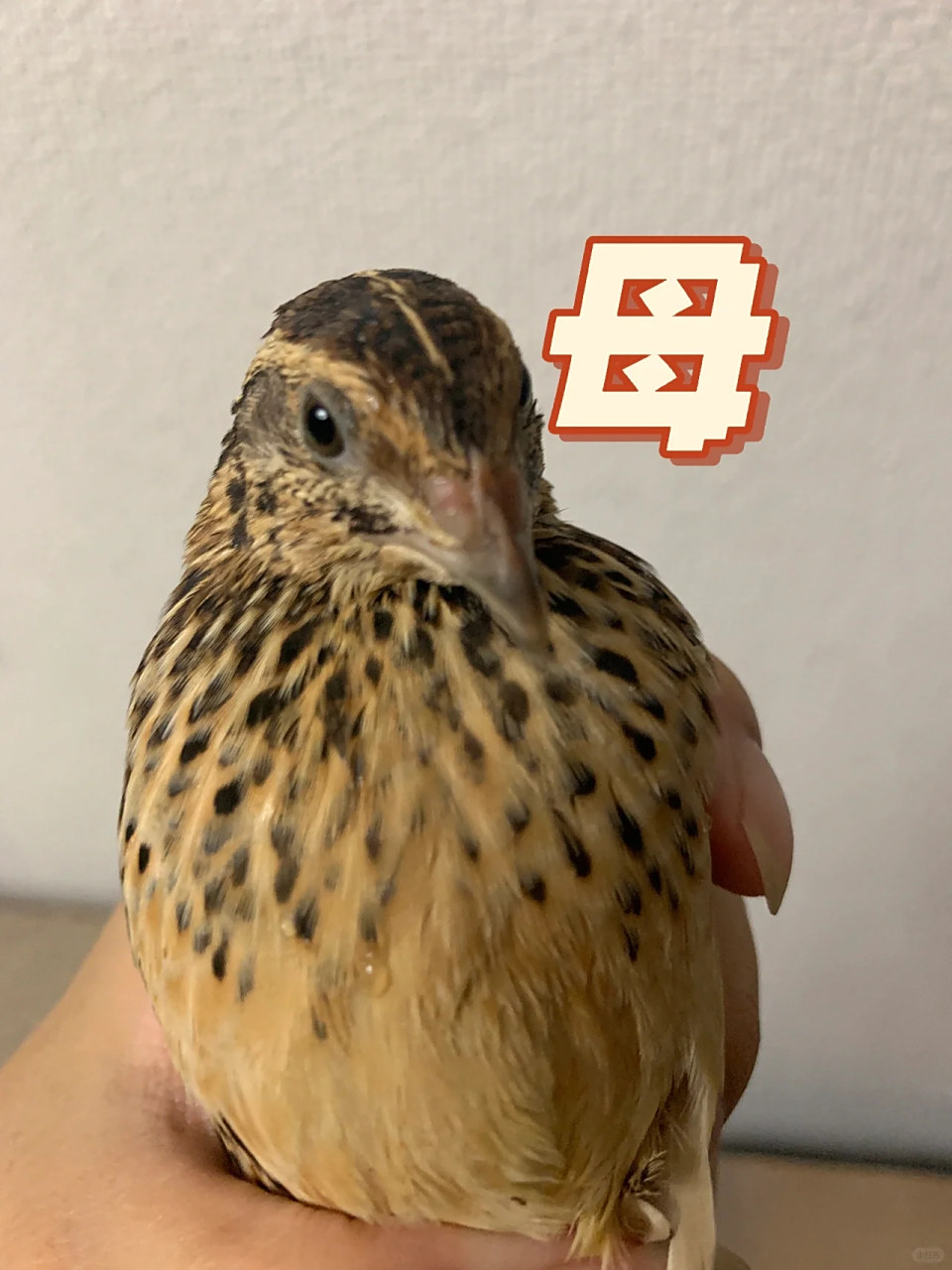 鹌鹑公母的分辨 养了一段时间了,30个蛋,成活10个,八母2公