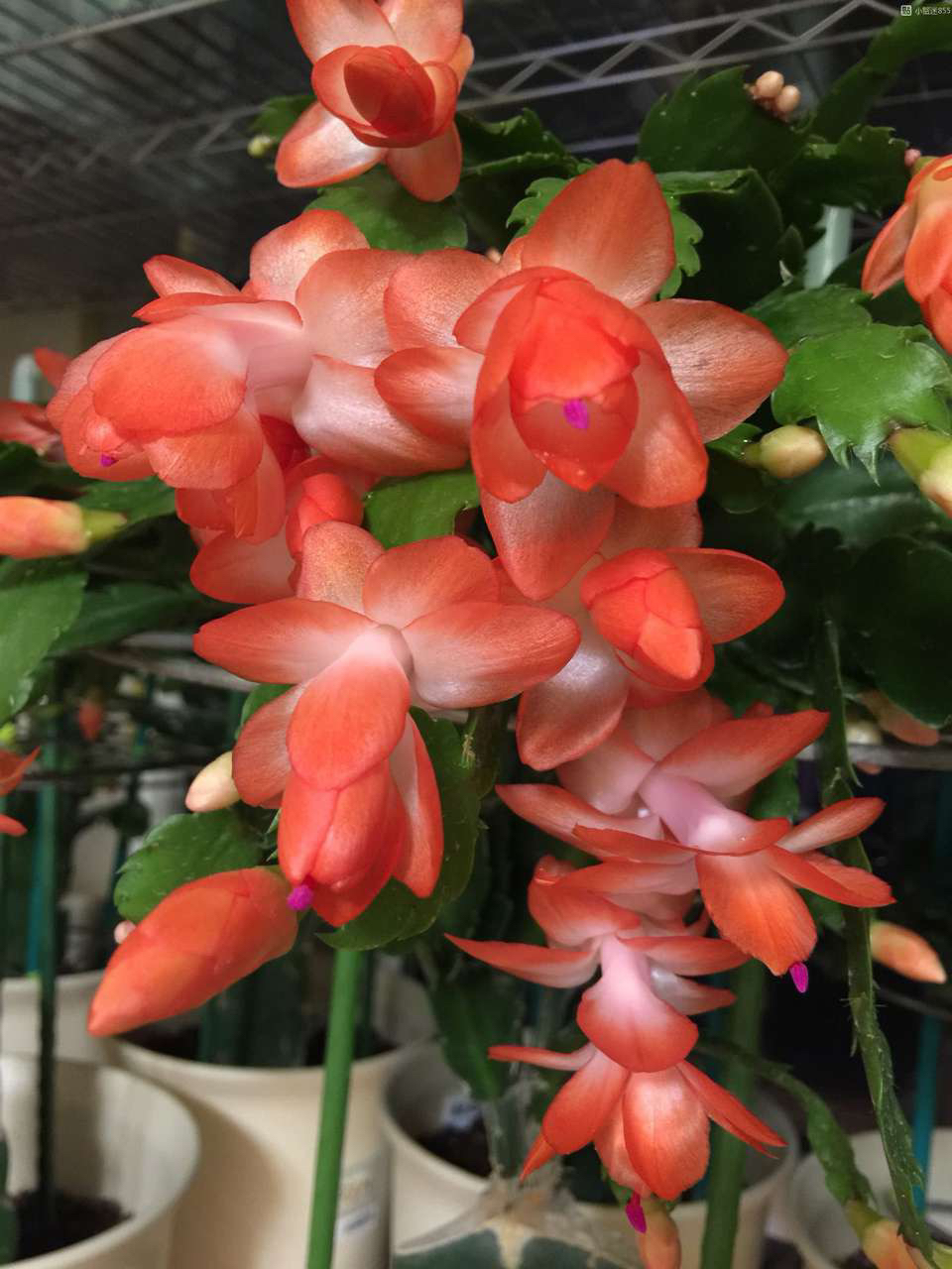 蟹爪兰"海滨舞者"(简称海滨)开花图,特别喜欢这种艳而不俗的,花朵姿态