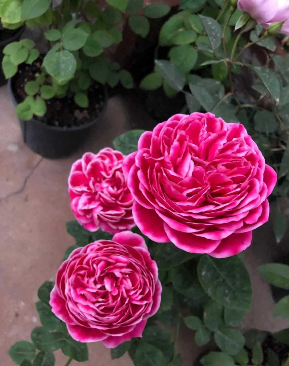 玛丽玫瑰——月季花界的""妖花",以花色妖艳而闻名,花型圆润饱满,厚实