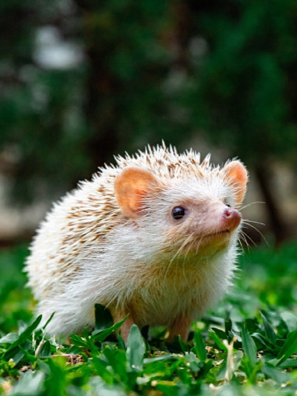 每天陪孩子一起瞧动物 名称:刺猬 别名:刺团,猬鼠,偷瓜獾,毛刺 分类