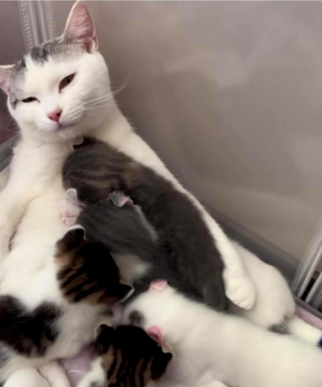 猫妈妈的眼神充满了绝望.