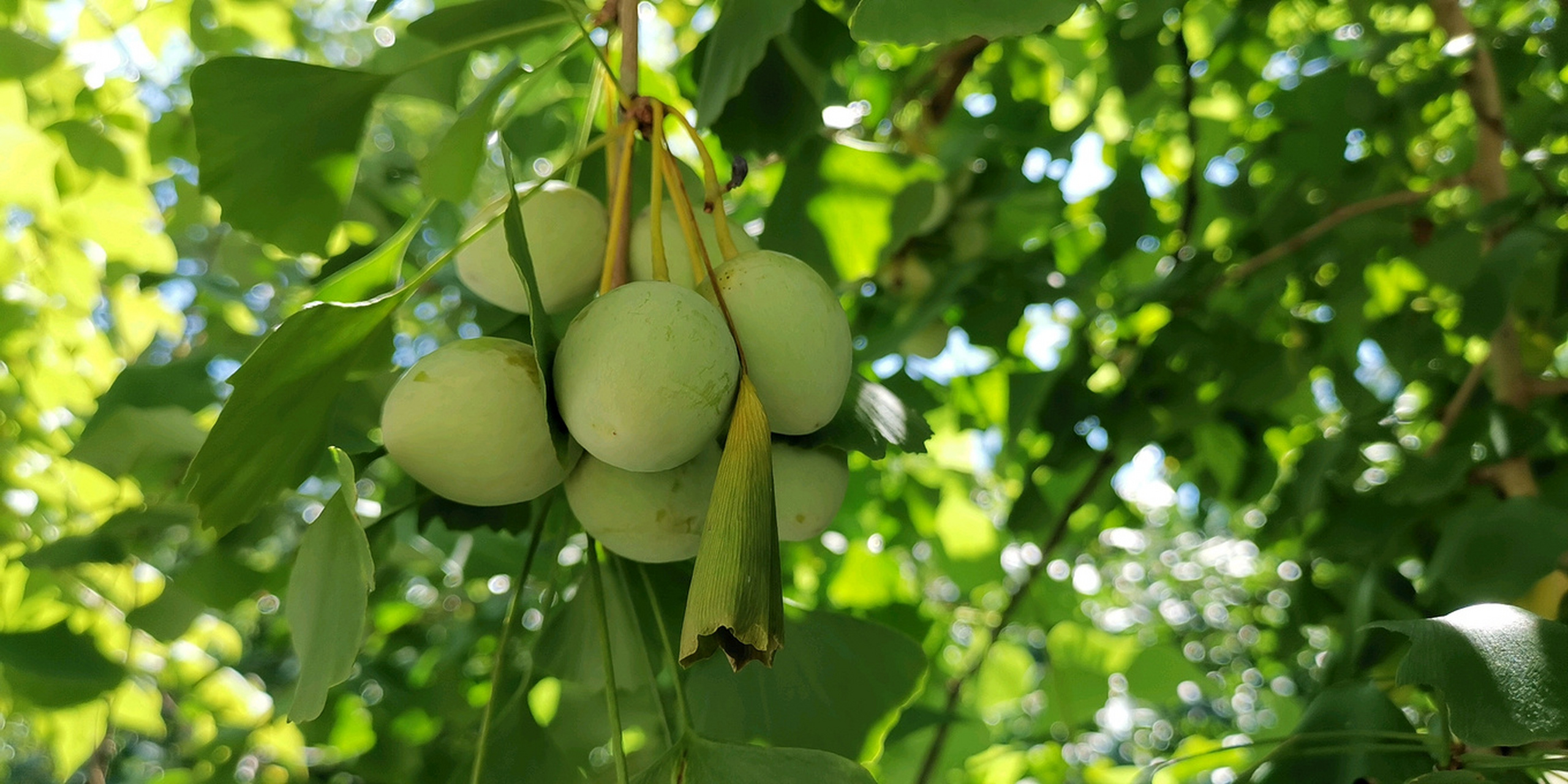 四川绵竹市清平镇,不仅有闻名全国的绵竹大曲,更有优美的自然自然丰富