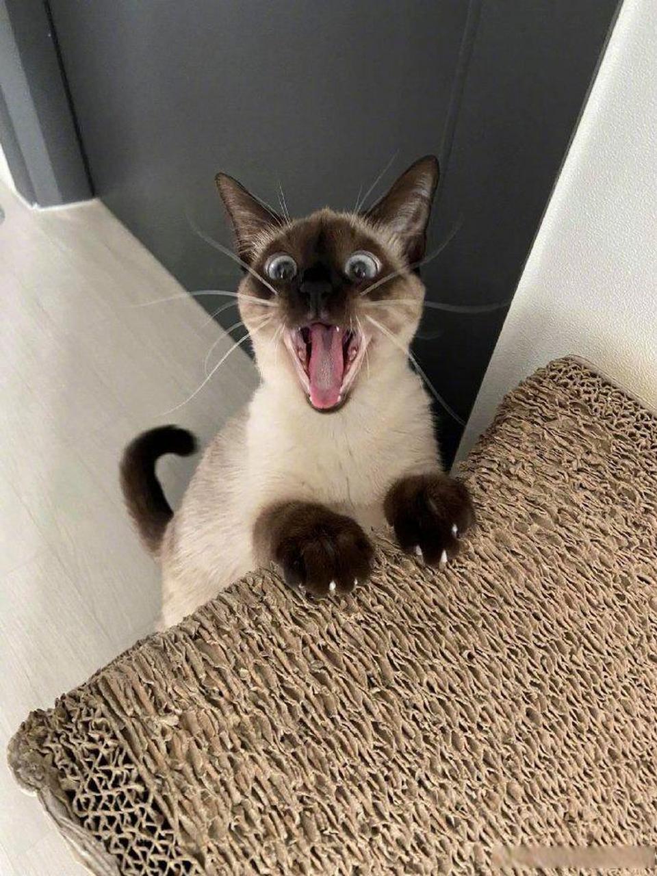 表情超丰富的猫猫!