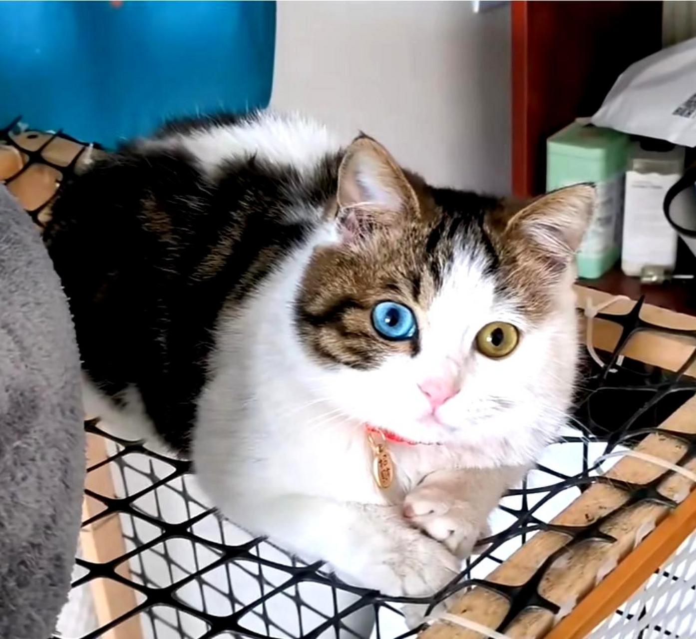 这只猫猫的外貌非常迷人,它的眼睛特别美丽!