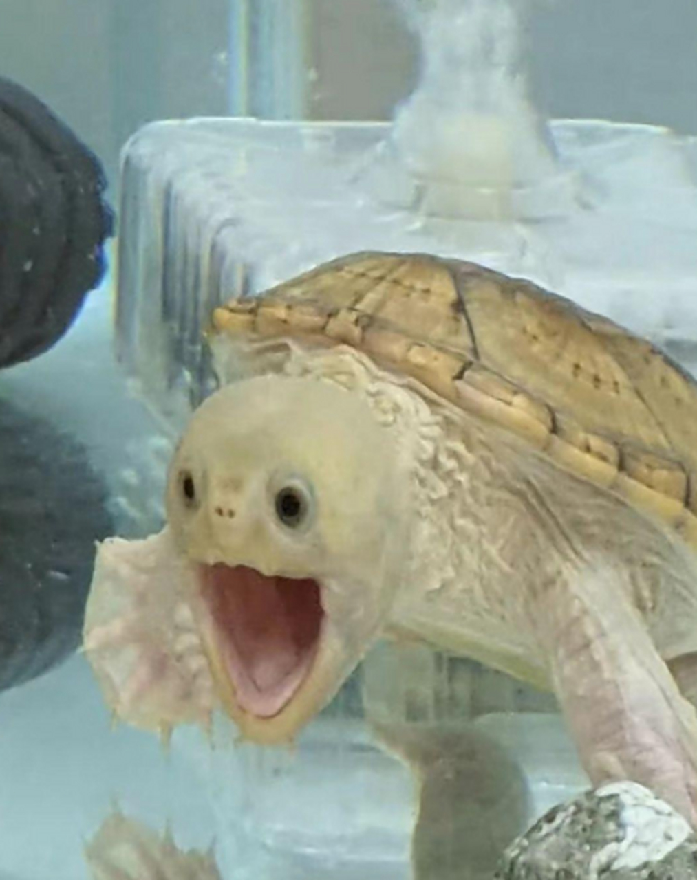 原来乌龟大笑起来嘴巴这么大啊[呆]