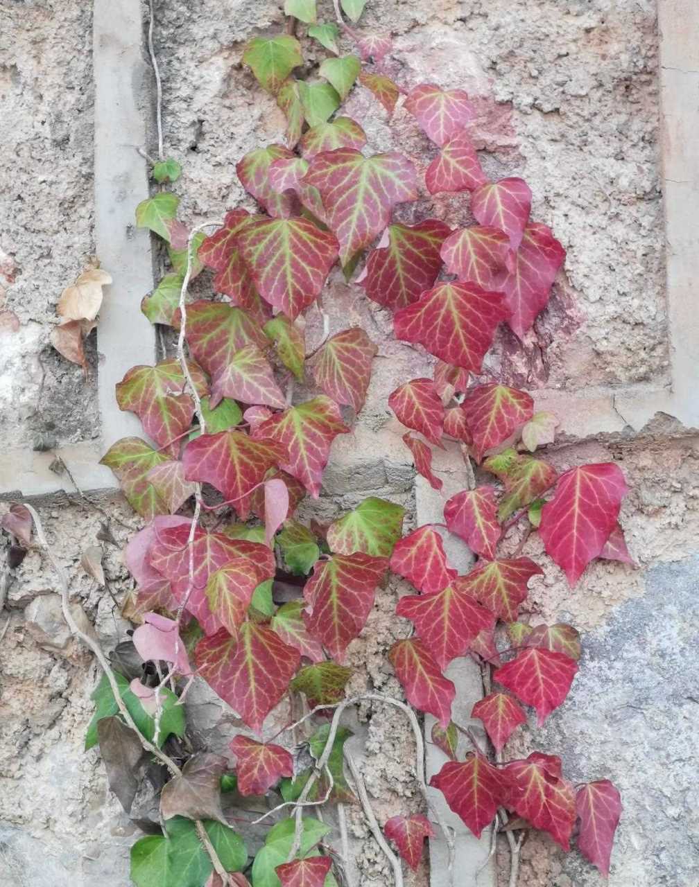 冬天的爬山虎,已经变成了往上攀爬的红叶[赞]