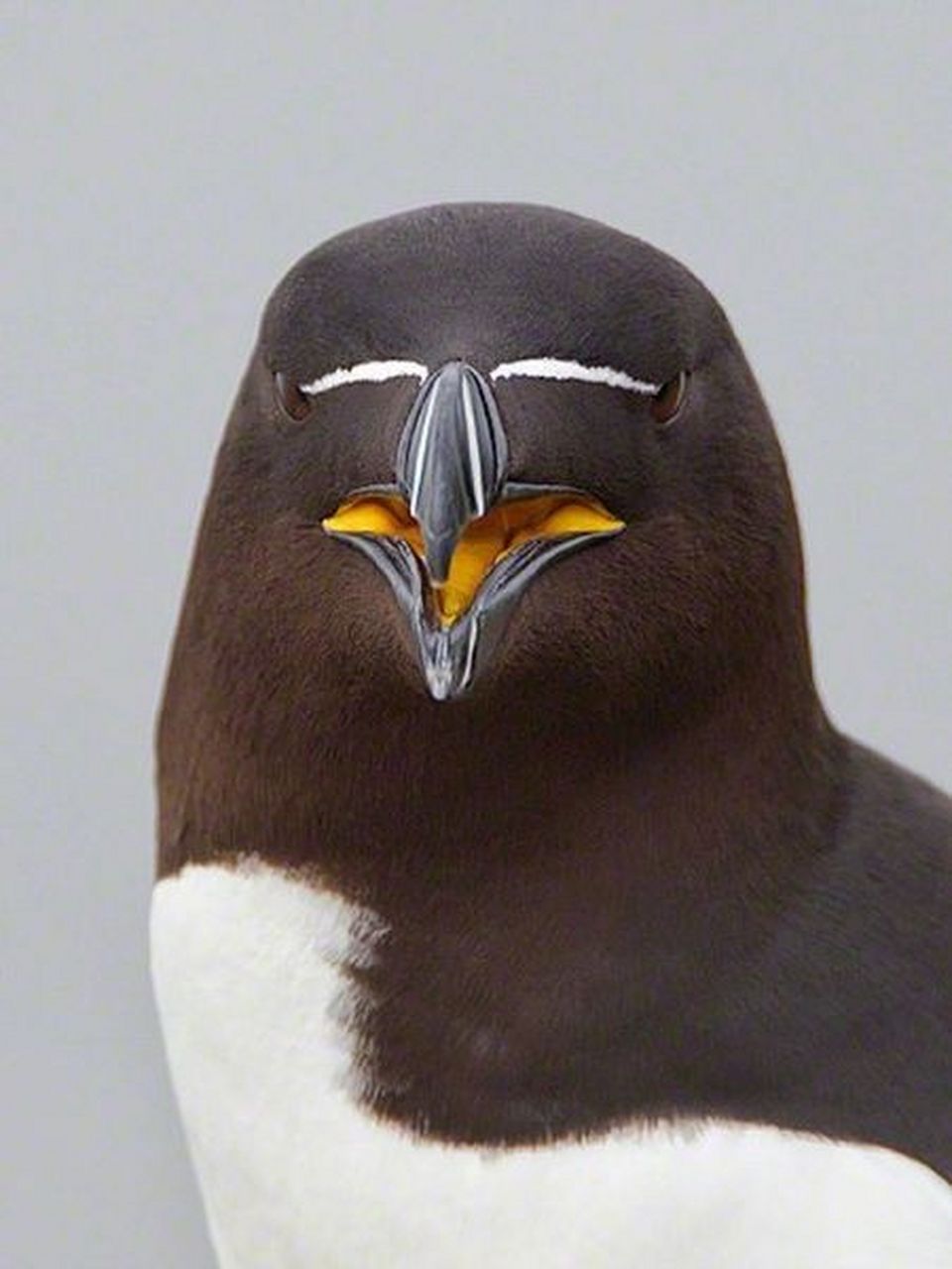 网友分享一种黑头白身的海雀,嘴巴上正中间有一道白线,乍看就像被立可