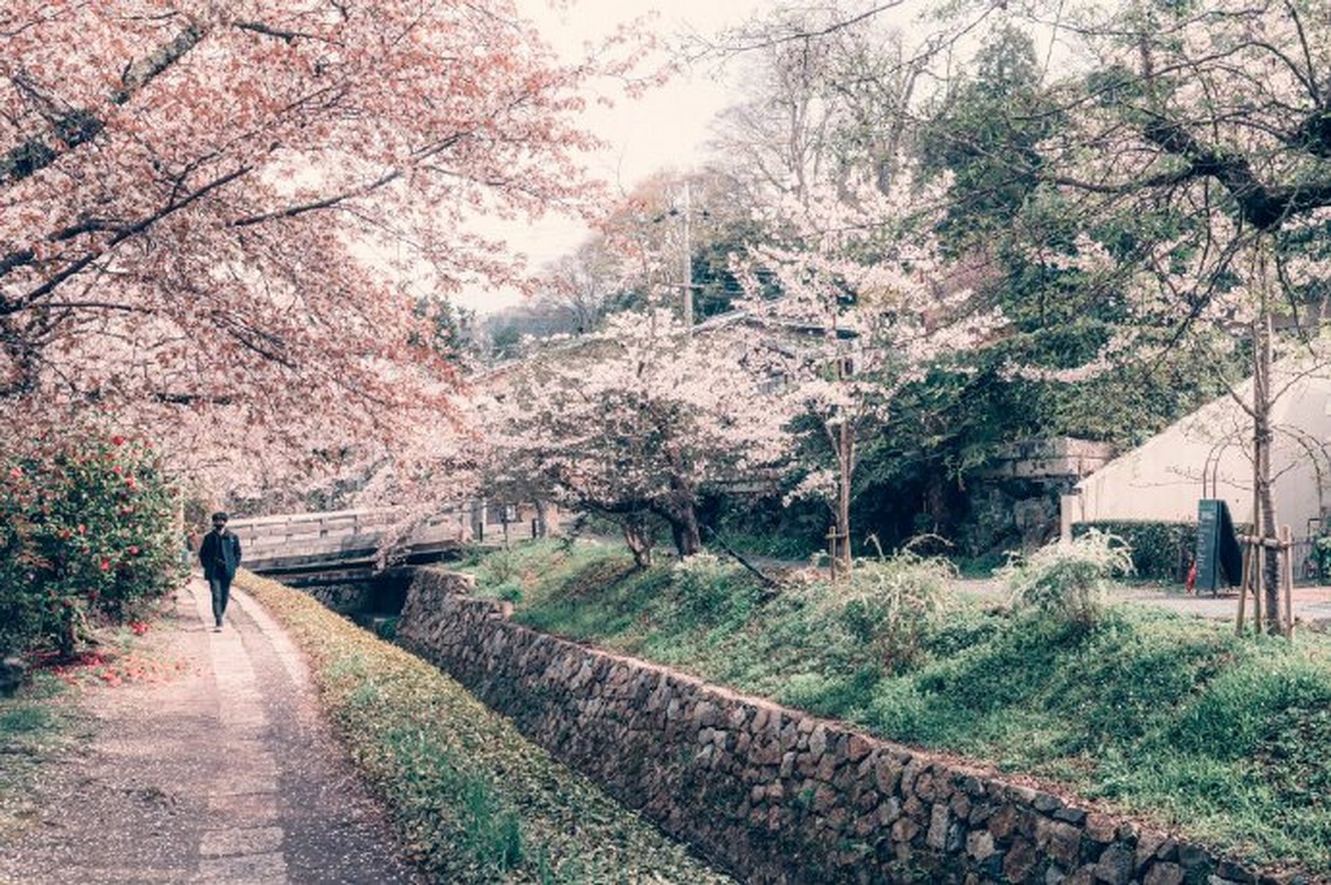 櫻花季[櫻花] 二次元場景既視感