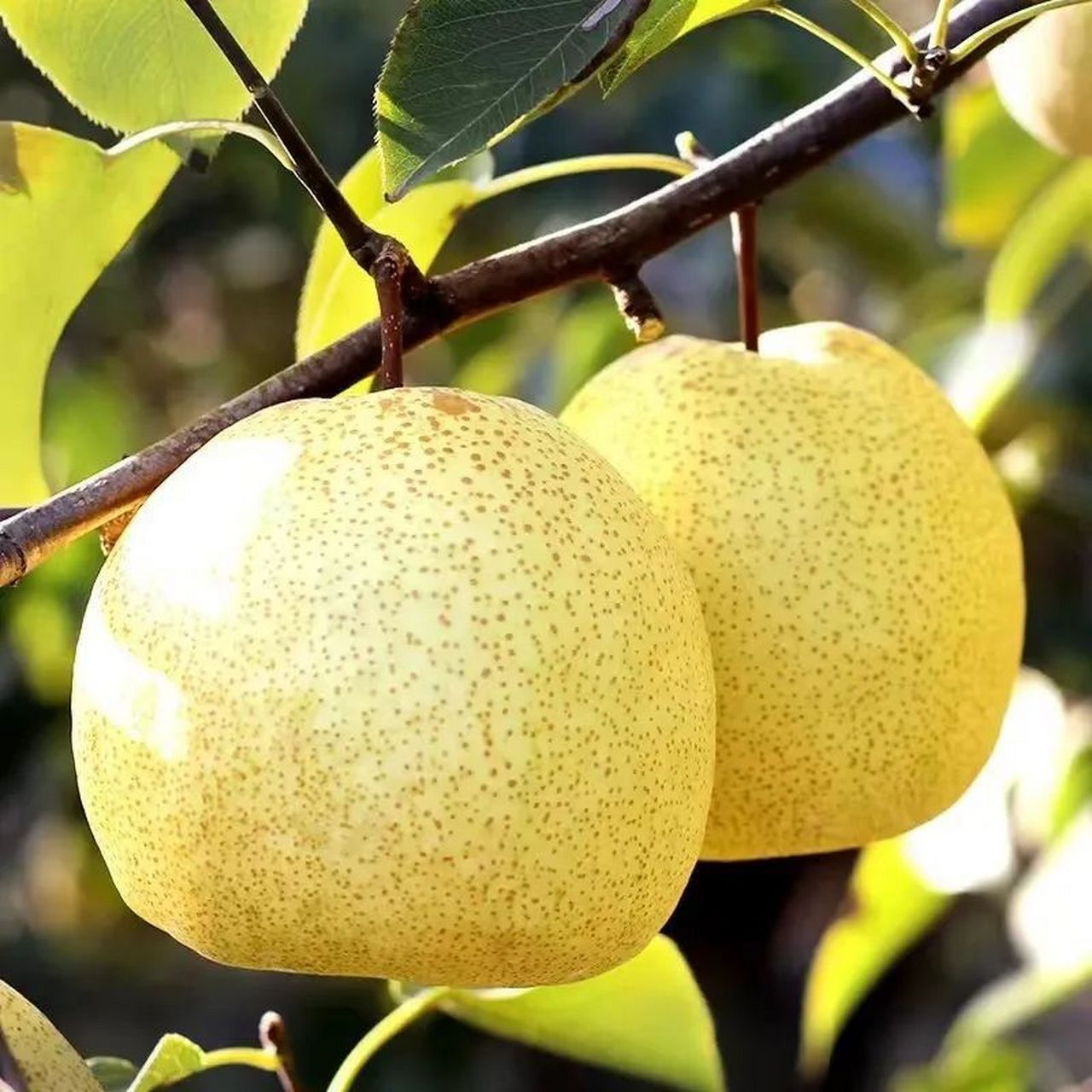 『安徽砀山梨 13°冰糖砀山梨 清甜脆爽 皮薄多汁 肉多核小 蒸煮鲜吃
